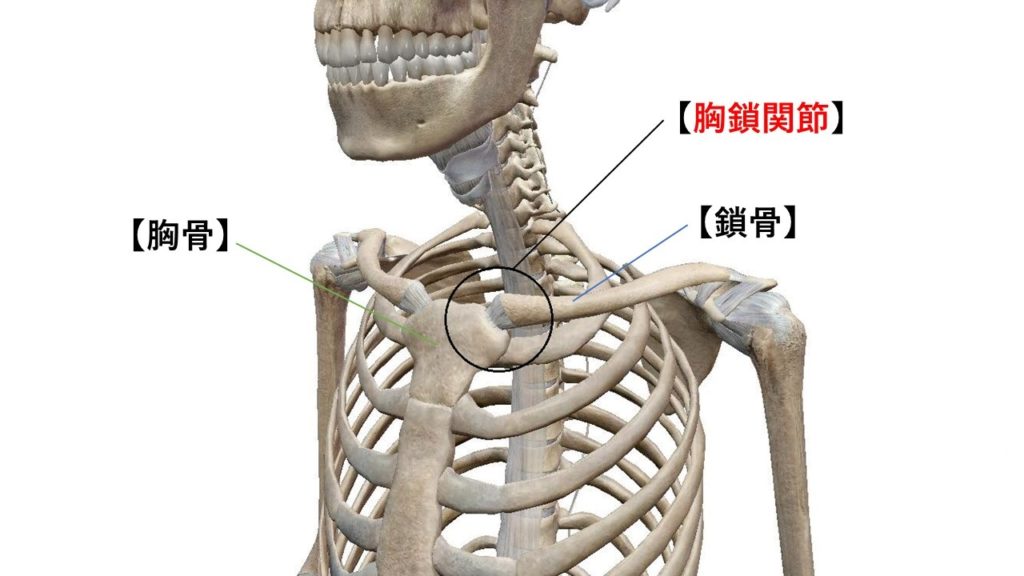 肩の動きをスムーズにするために 肩の不調を解消するためのポイント Focolulu ピラティス パーソナルトレーニングスタジオ