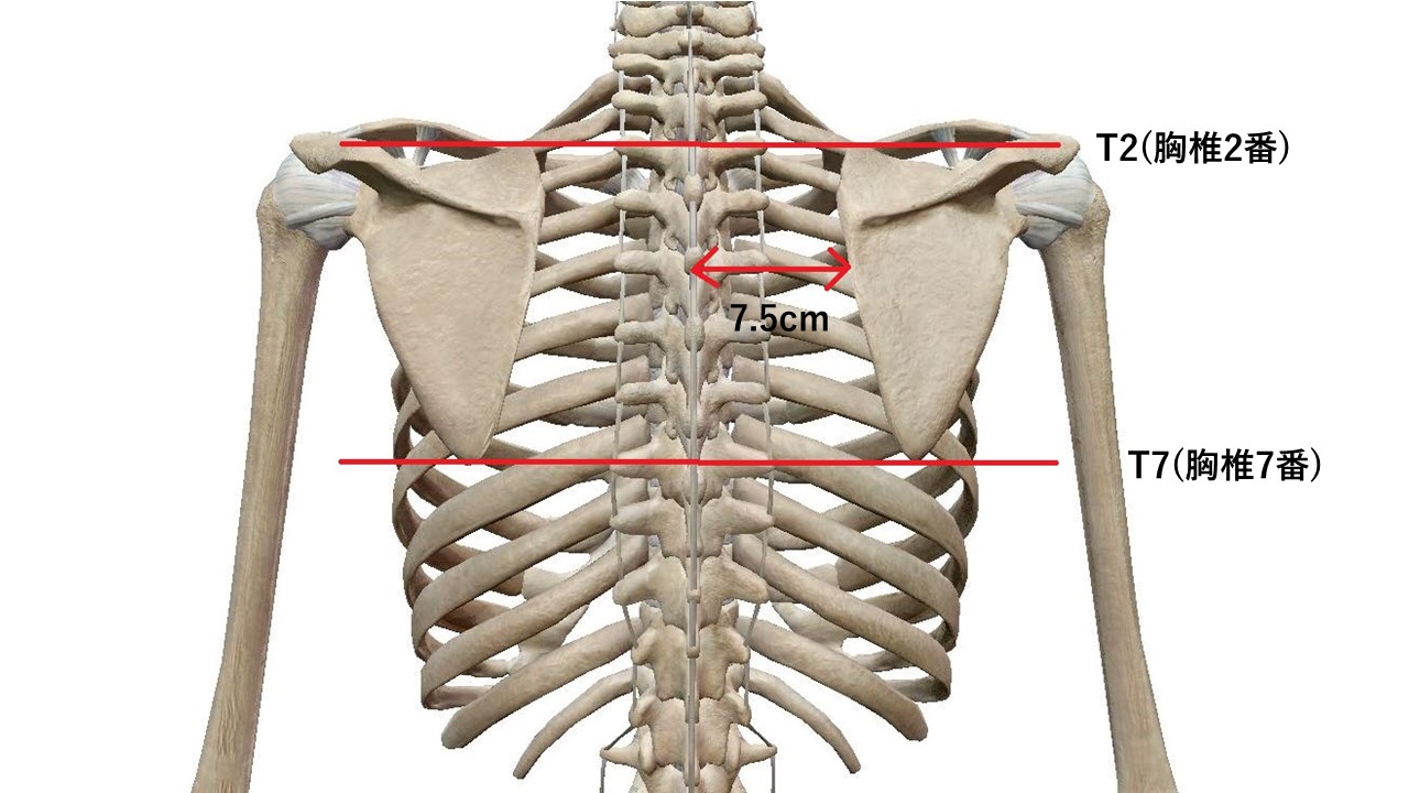 肩甲骨 寄せ過ぎていませんか いい姿勢のための意識が くり返す肩こりの原因に Focolulu ピラティス パーソナルトレーニングスタジオ