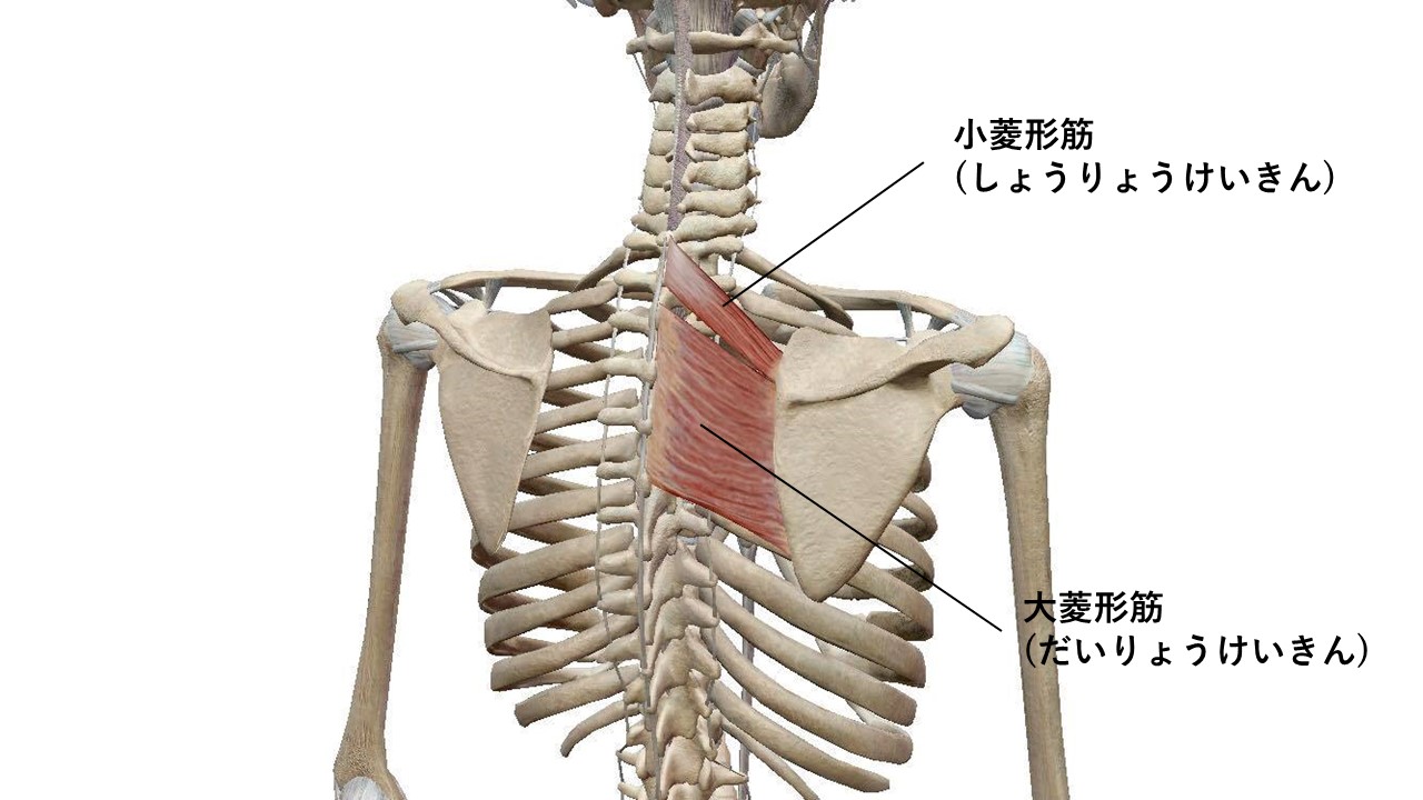 肩甲骨 寄せ過ぎていませんか いい姿勢のための意識が くり返す肩こりの原因に Focolulu ピラティス パーソナルトレーニングスタジオ